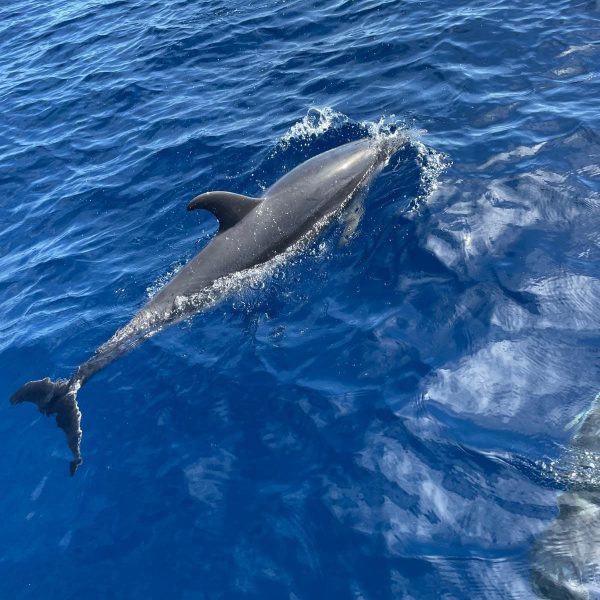 residenze-corallo-orosei-destinazione-orosei-delfini-03